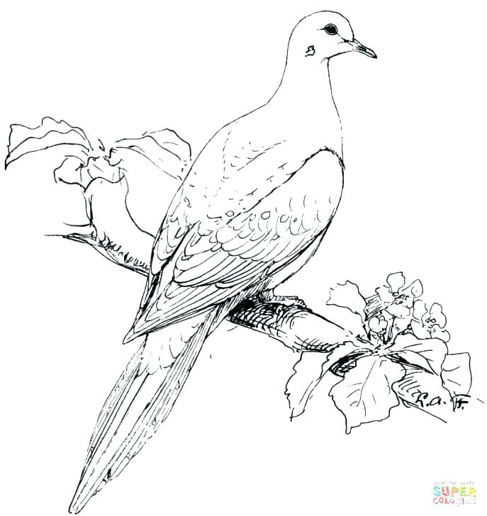687x728 Free Realistic Bird Coloring Pages Free Printable Bird Coloring