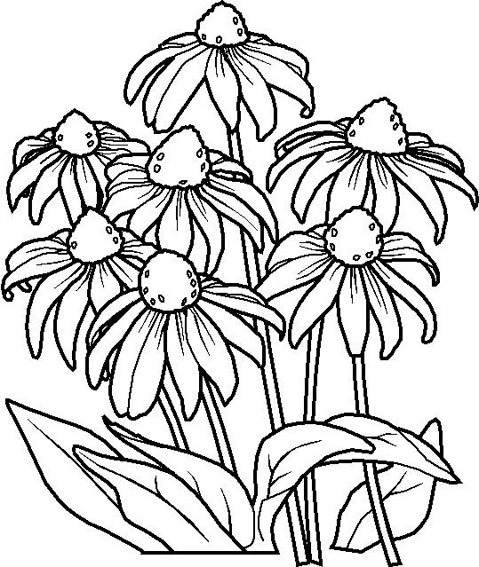 539x639 Coloring Pages Coloring Pages