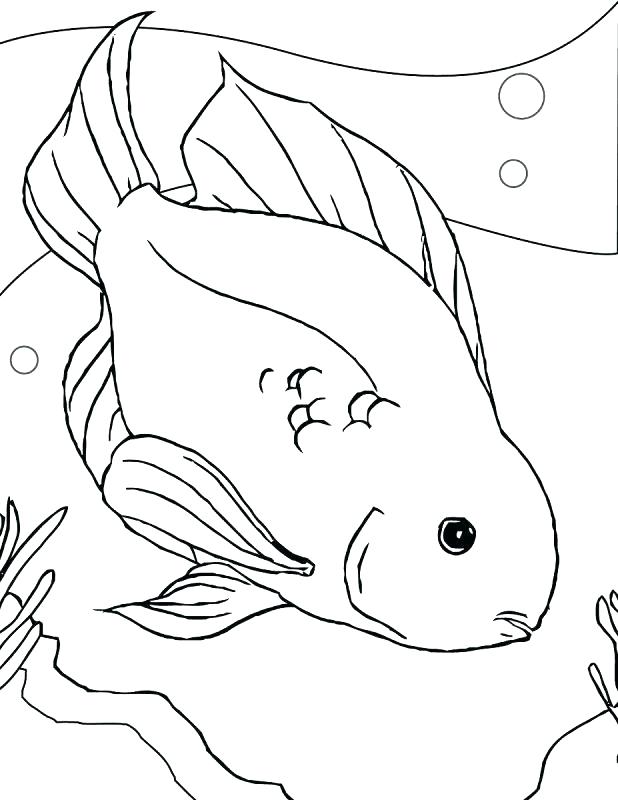 618x800 Ferret Coloring Ferret Coloring Pages Fish Color Page Parrot
