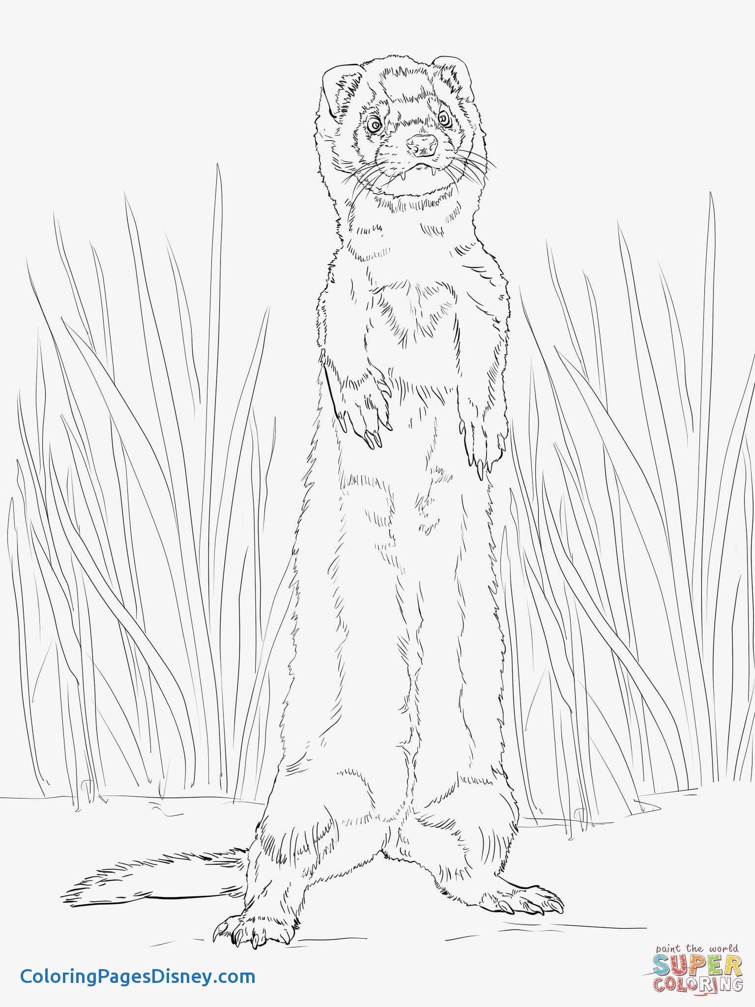 1536x2048 Ferret Coloring Pages Best Of Ferret Standing Up Coloring Page