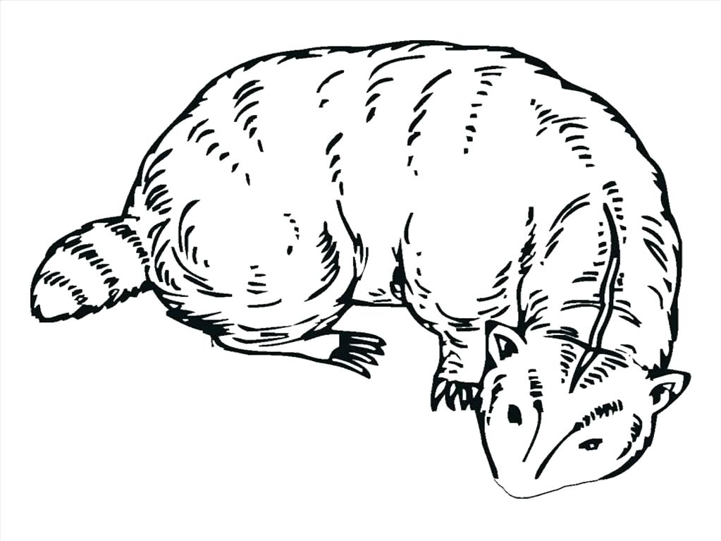 1023x767 Ferret Coloring Pages Click To See Printable Version Of Baby