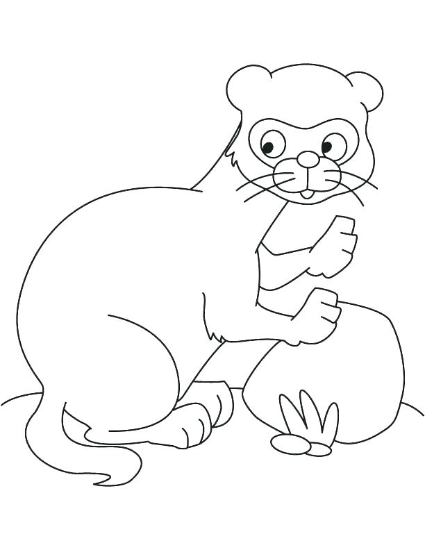 612x792 Ferret Coloring Pages Ferret Coloring Page Black Footed Ferret