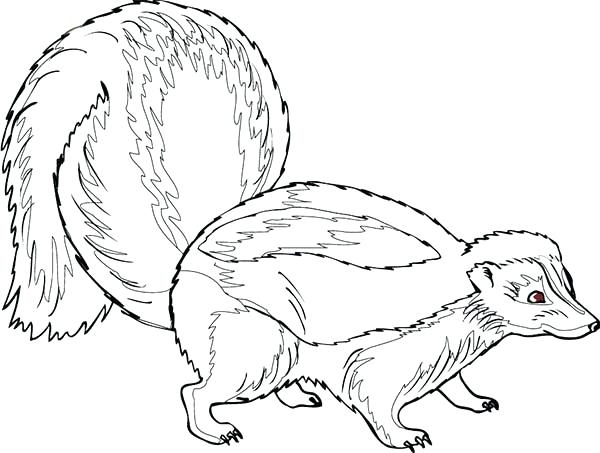 600x453 Baby Ferret Coloring Pages Printable Coloring Pregnant Skunk