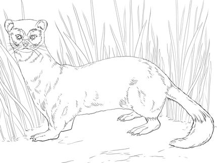 430x323 Click To See Printable Version Of Black Footed Ferret Coloring