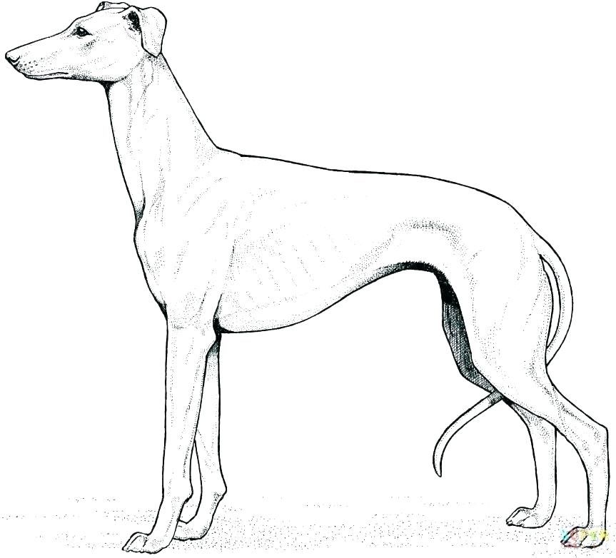 863x782 Free Black Lab Coloring Pages Inside Black Lab Coloring Pages Free