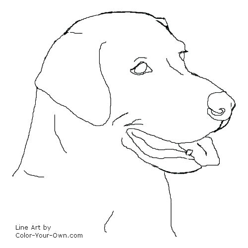 500x500 Free Black Lab Coloring Pages Website Inspiration Retriever Dog