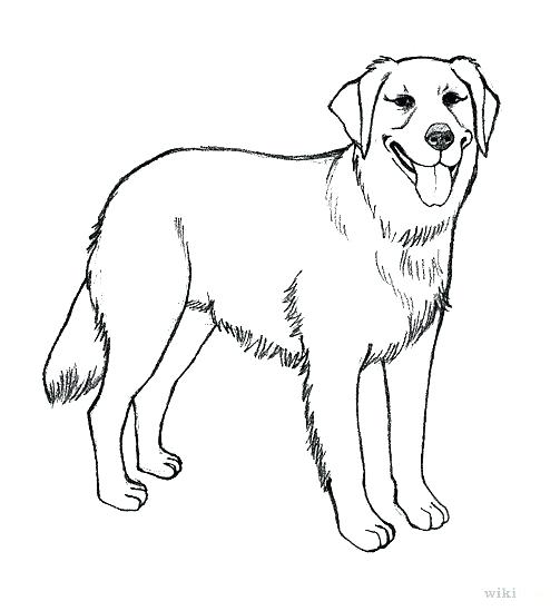 503x549 Labrador Retriever Coloring Pages Realistic Golden Retriever