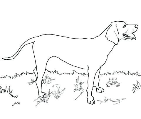 480x407 Coloring Black Lab Coloring Pages Google Search Free Printable