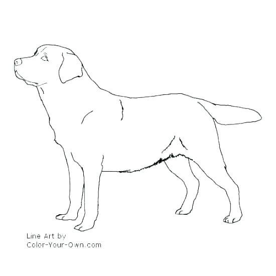 550x550 Black Lab Coloring Pages Dog Coloring Pages Printable Coloring
