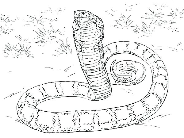 600x450 Black Mamba Coloring Pages Snake Coloring Page Snakes Coloring