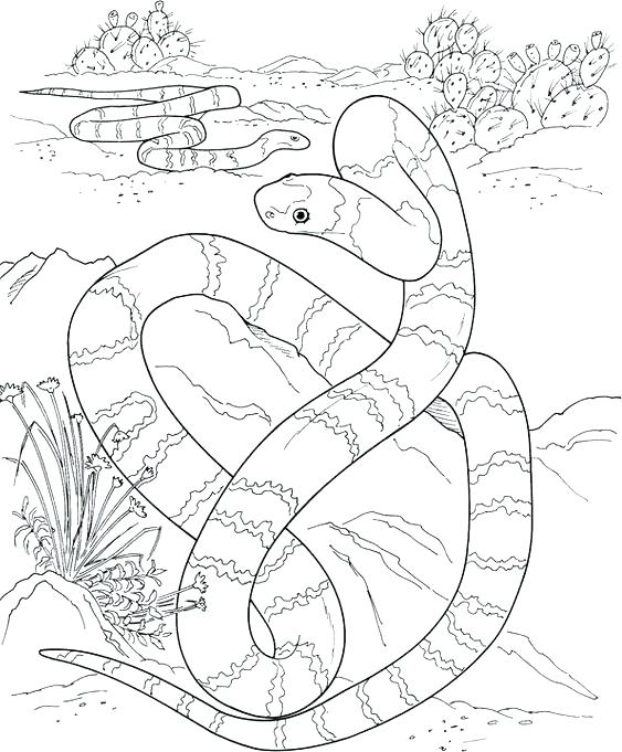 563x681 Free Coloring Pages Of Rattlesnakes Page Snake To Print Snakes