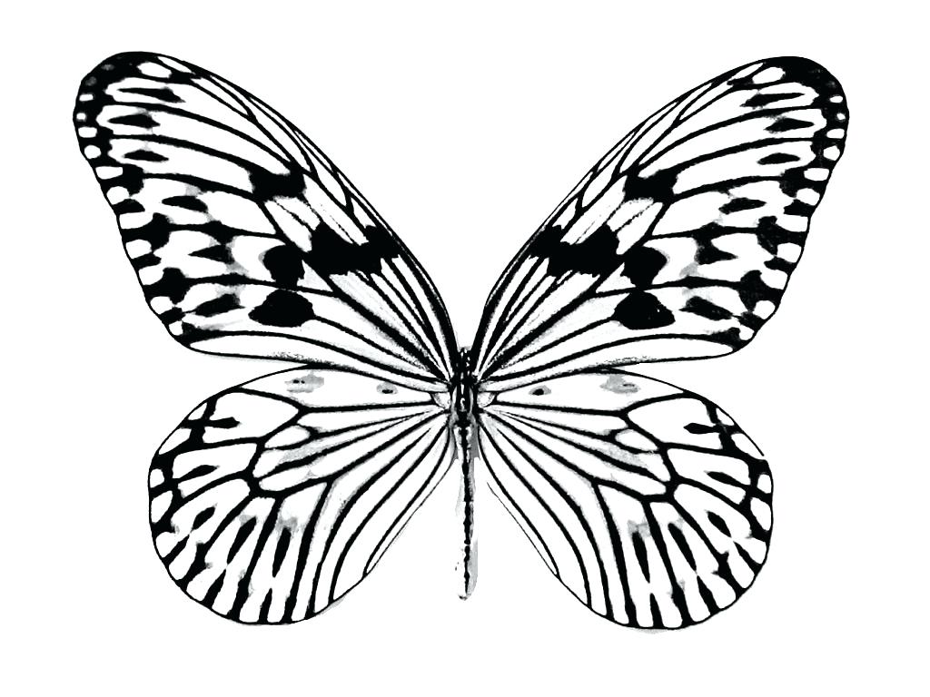 1024x768 Monarch Butterfly Coloring Pages Free Printable For Kids