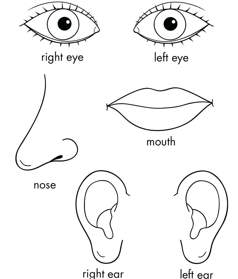 768x900 Coloring Pages For Toddlers Body Blank Coloring Book For Toddler