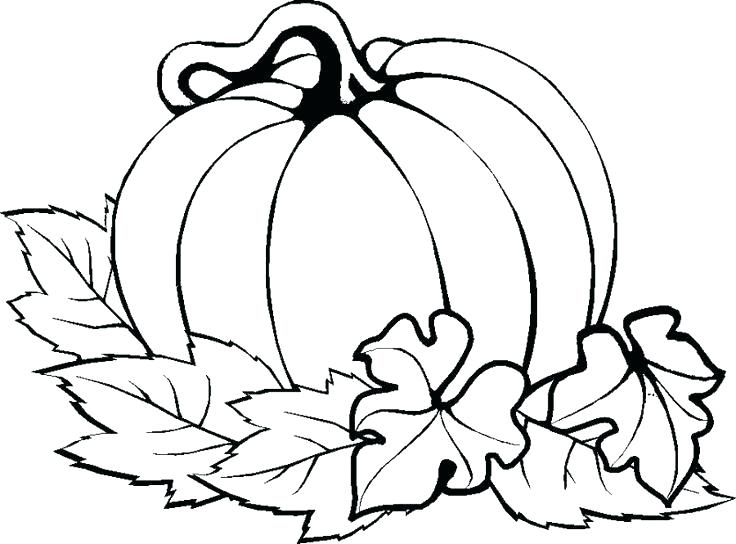 736x544 Pumpkins Coloring Blank Pumpkin Coloring Page Jenoni Free