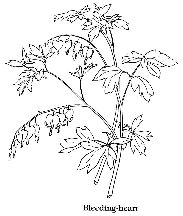 736x867 Bleeding Heart Coloring Pages