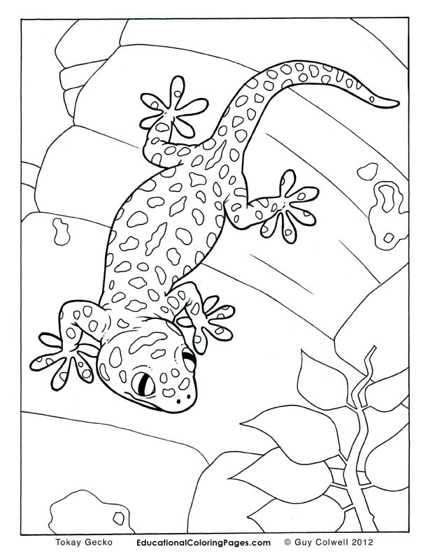 612x792 Leopard Gecko Coloring Pages Pin Colouring