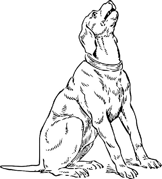550x609 Bloodhound Coloring Pages Bloodhound Animal Coloring Pages Two