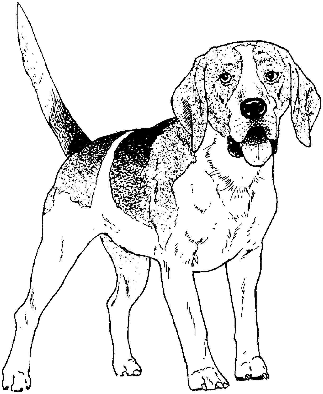 1362x1662 Bloodhound Dog Coloring Pages To Print Coloring For Kids