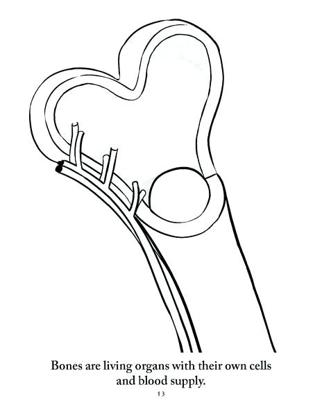 464x600 Coloring Pages Blood Sheep Brain Anatomy Coloring Pages Anatomy