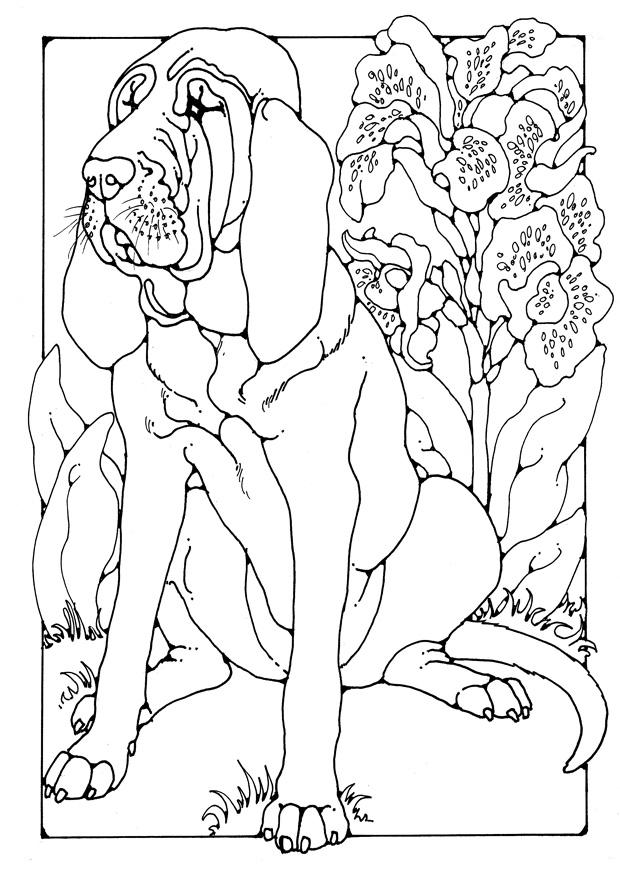 620x875 Coloring Page Bloodhound