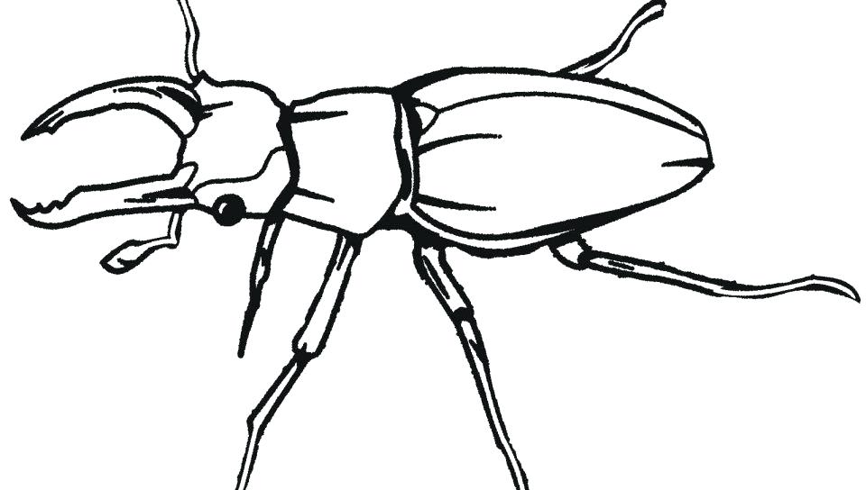 960x544 Beetle Animal Coloring Pages