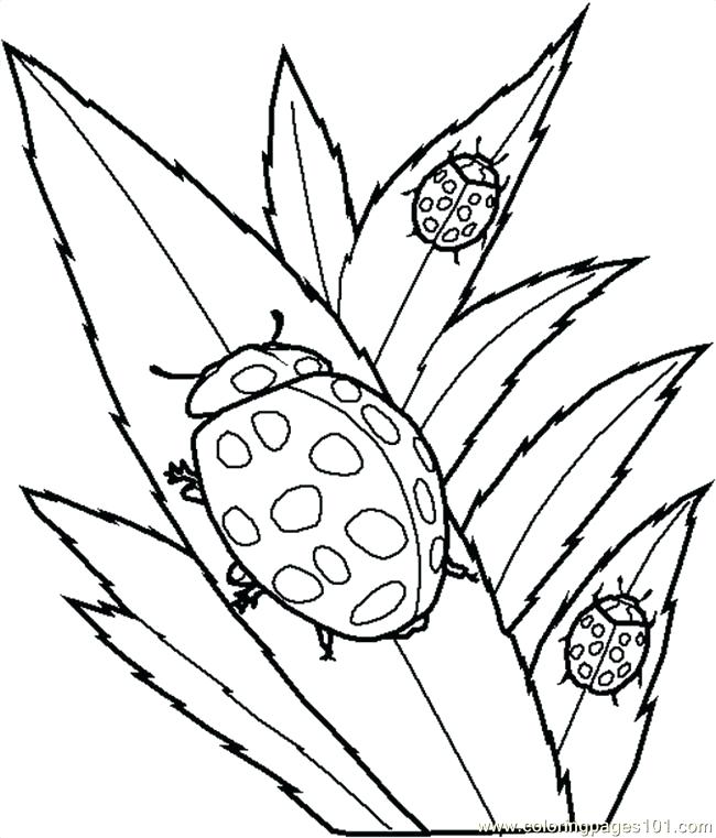 650x761 Beetle Coloring Page Insects Coloring Pages Insect Sheets Blue