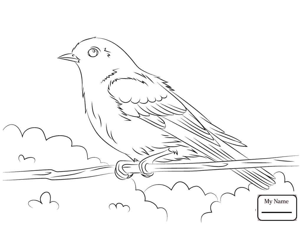1024x764 Blue Bird Coloring Pages