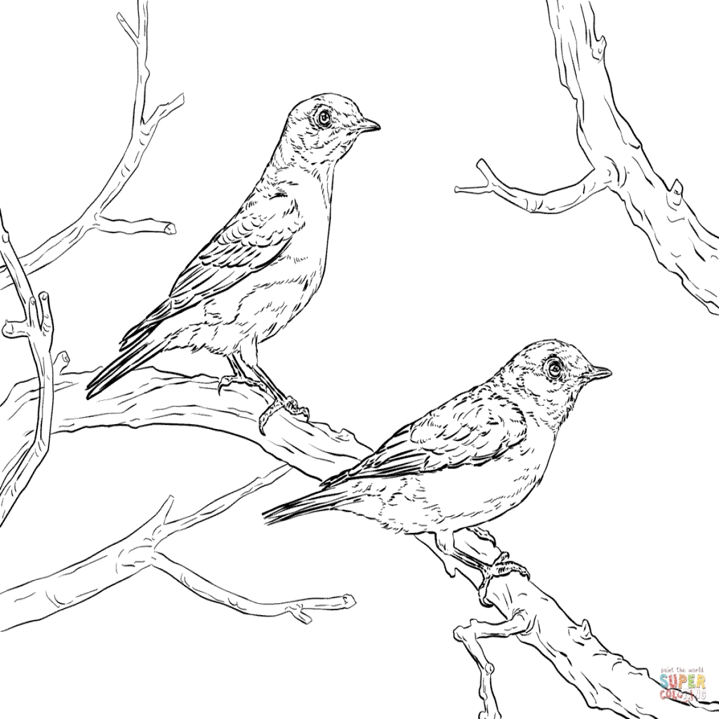 1024x1024 The Interesting Blue Bird Colouring Pages