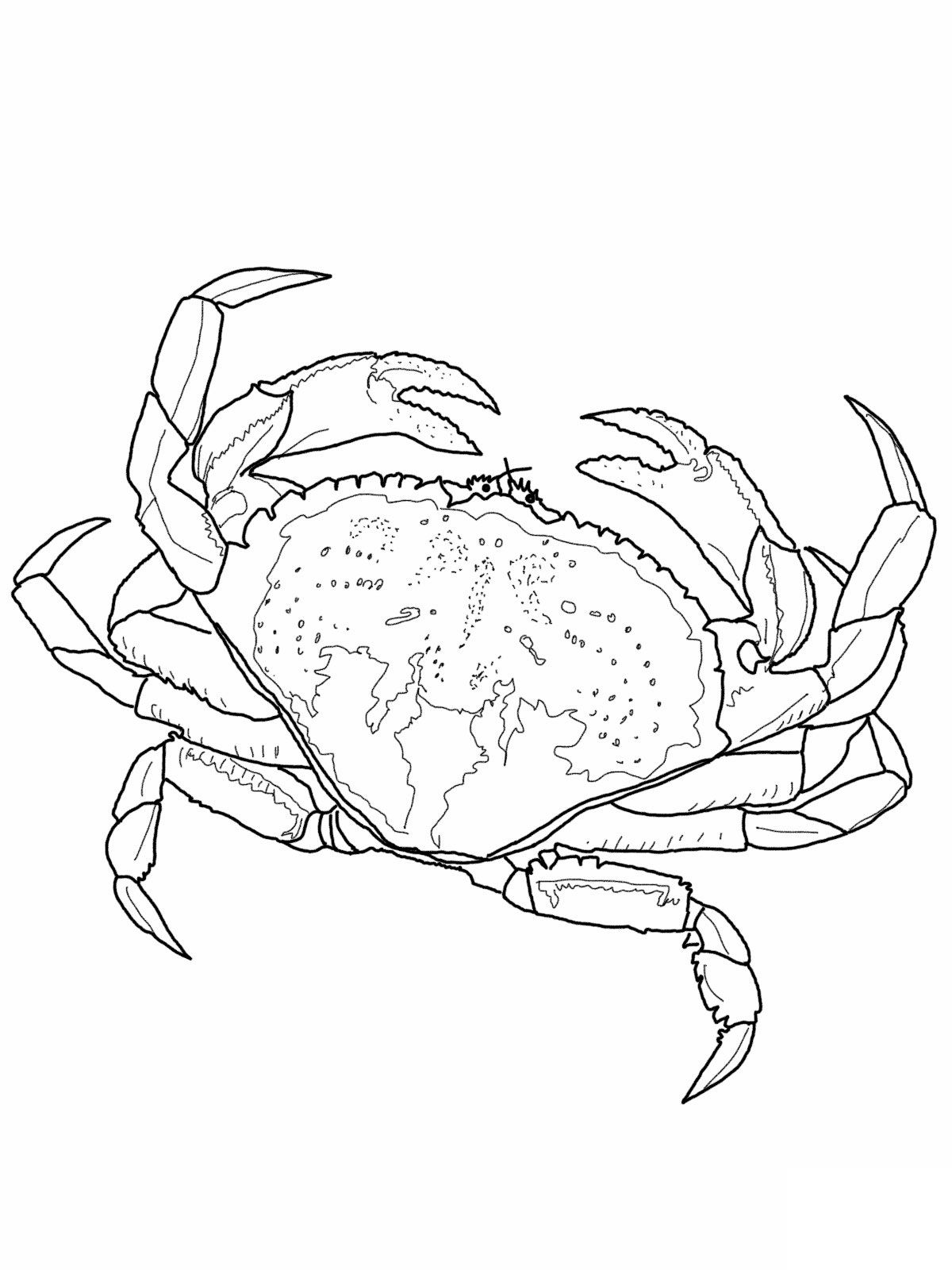 1200x1600 Pictures Of Crab Coloring Pages Ink Pirograbado