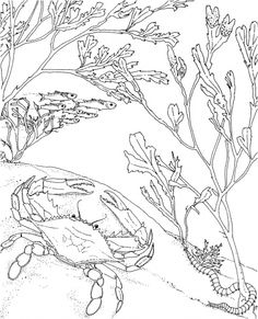 236x291 Seascape Printable Coloring Pins Like This One