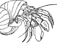 220x165 Blue Crab Coloring Pages Free Resume