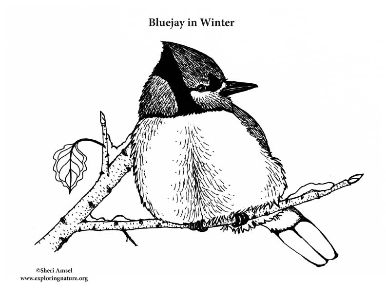 792x612 Blue Jay In Winter Coloring Page