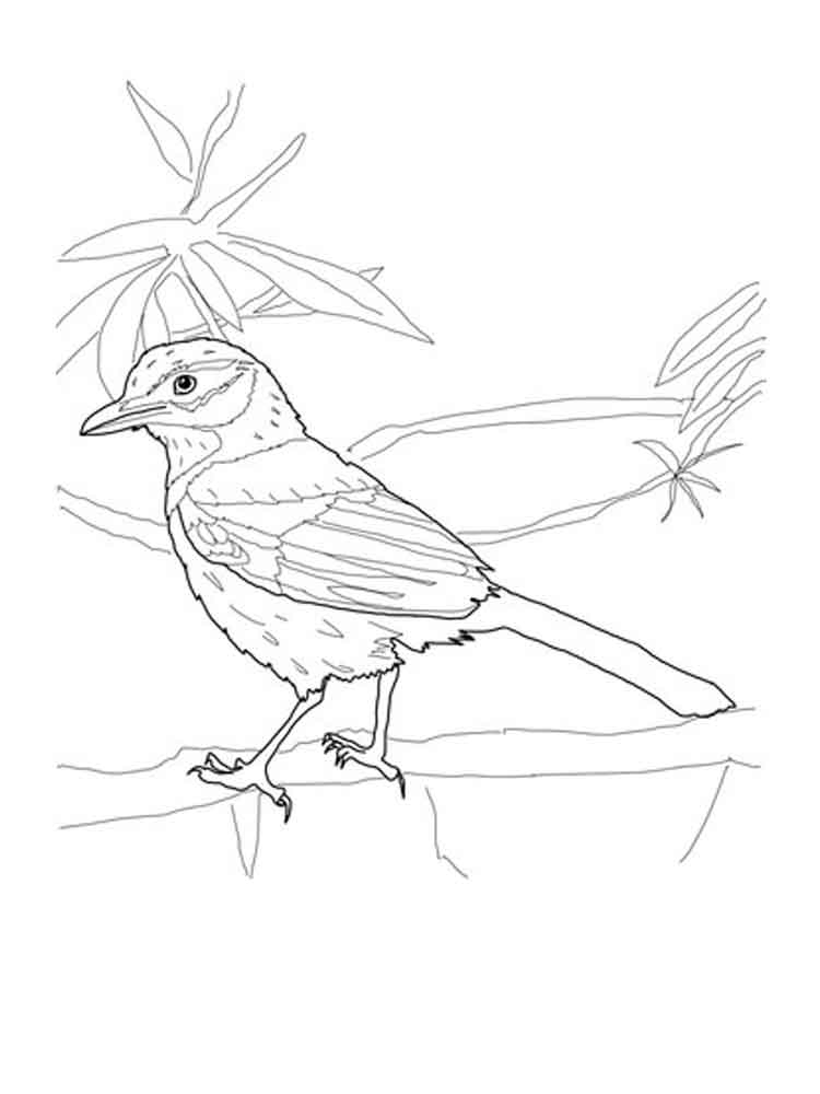750x1000 Blue Jay Coloring Page Printable Free Coloring Pages