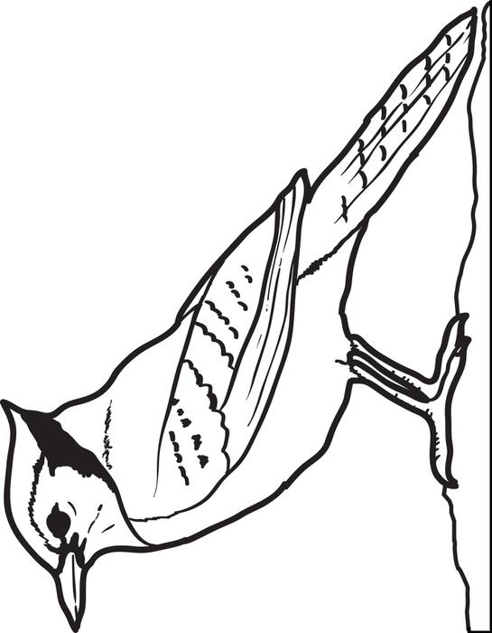 545x700 Bluejay Coloring Page