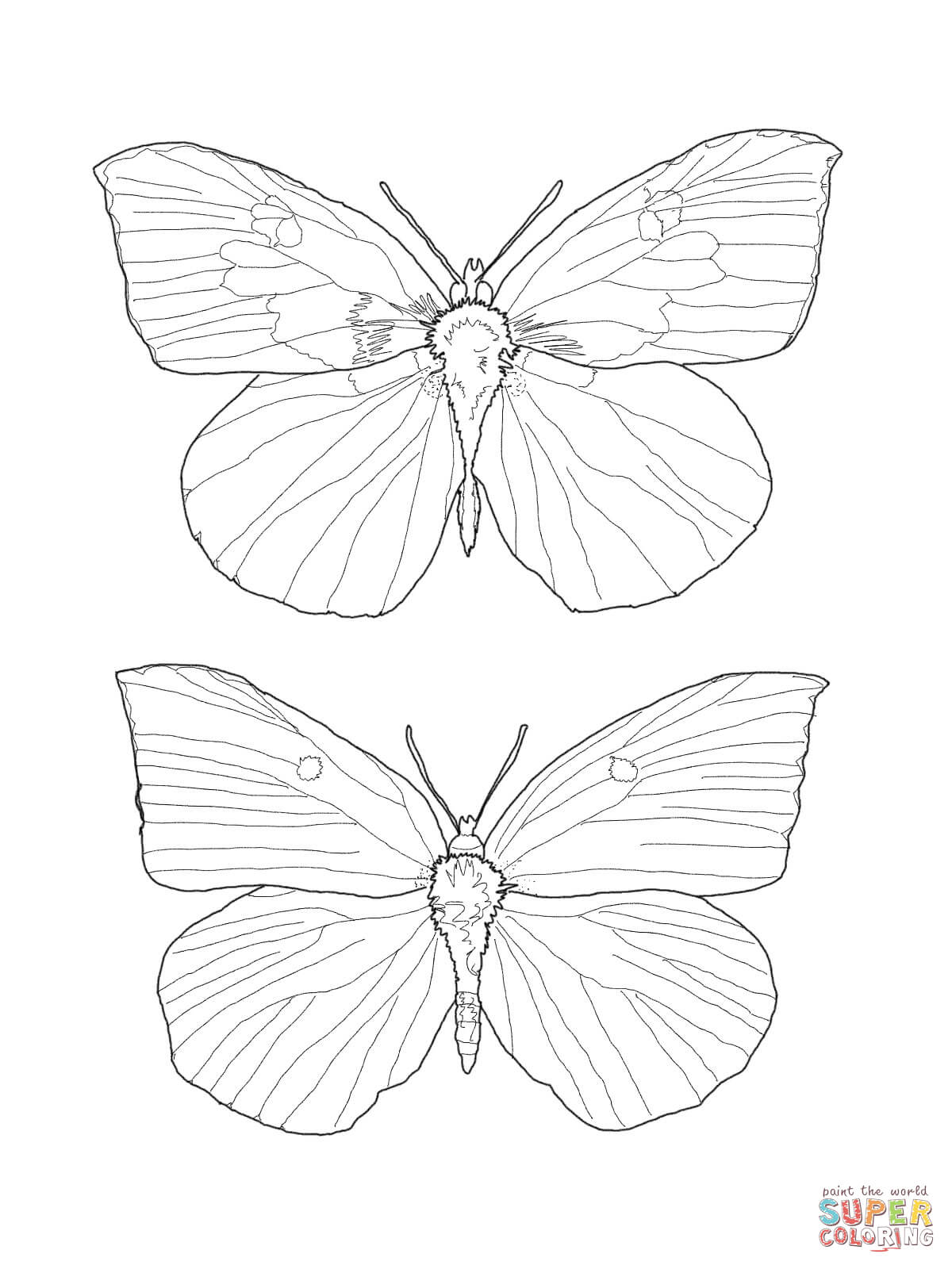 1200x1600 Inspiration Buckeye Butterfly Coloring Page