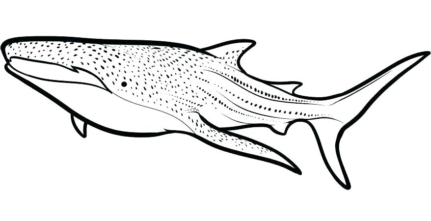 878x450 Elegant Shark Coloring Pages Printable And Killer Whale Coloring
