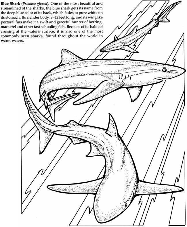 650x790 Sharks Of The World Coloring Book Dover Publications Coloring