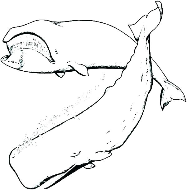 600x610 Whale Shark Coloring Pages