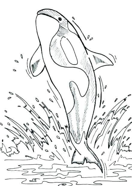 440x620 Blue Whale Coloring Page Whale Coloring Pages Printable Coloring