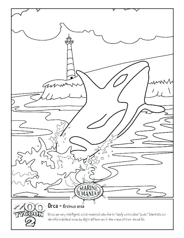 618x800 Blue Whale Coloring Pages Whale Big Blue Whale Coloring Page