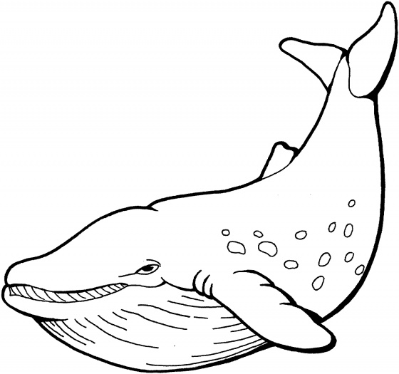 Blue Whale Coloring Page at GetDrawings | Free download