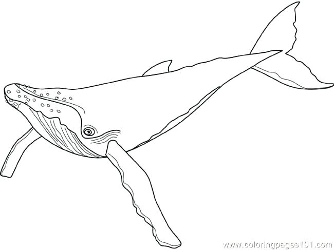 650x487 Coloring Pages Whales Coloring Pages Whale Coloring Pages Whale