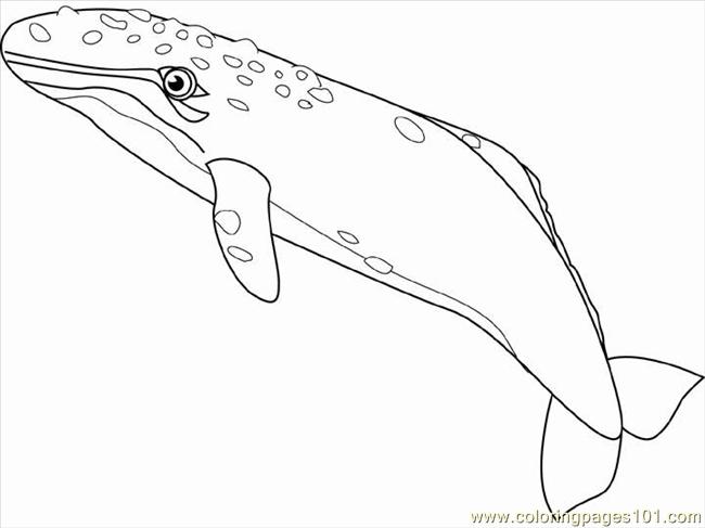 650x487 Gray Whale Coloring Page
