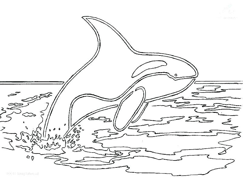 800x600 Whale Coloring Pages Best Whales Coloring Pages Print Whale Sheets