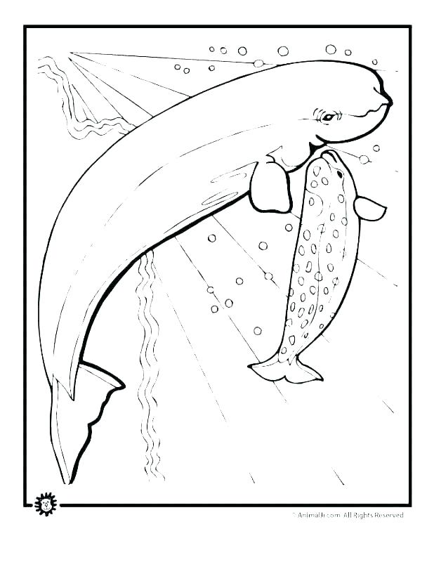 618x800 Whale Coloring Picture S Big Blue Whale Coloring Page