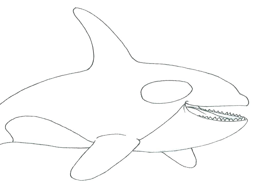 1024x752 Whales Coloring Pages Whale Coloring Pages Killer Whale Coloring