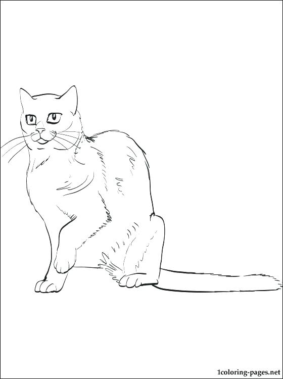 560x750 Blue Whale Coloring Page