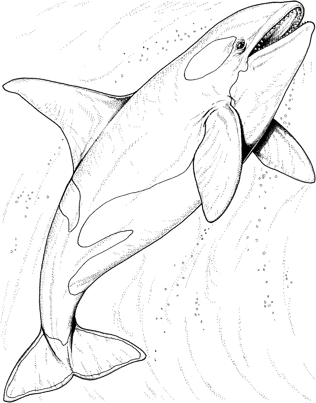 1051x1340 Blue Whale Coloring Page Animals Town Color Sheet Whales Best