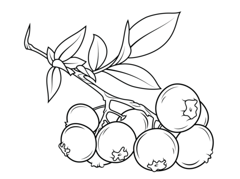480x358 Blueberry Branch Coloring Page From Blueberry Category Select