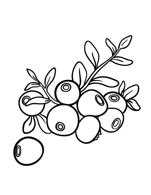 600x776 Lots Of Blueberry Bush Coloring Pages Best Place To Color